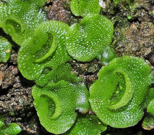 Crescent-cup liverwort