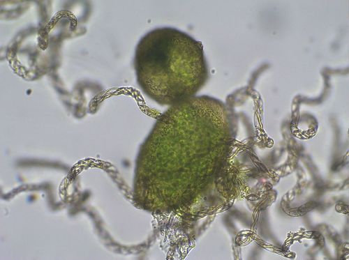 Crescent-cup liverwort