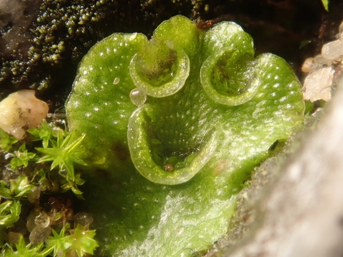 Crescent-cup liverwort