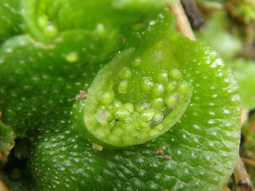 Crescent-cup liverwort