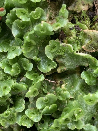 Crescent-cup liverwort