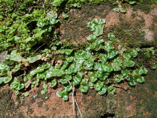 Crescent-cup liverwort