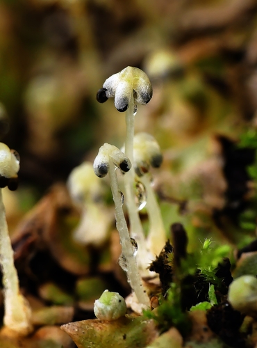 Crescent-cup liverwort