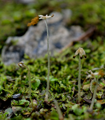 Crescent-cup liverwort