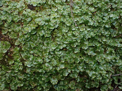 Crescent-cup liverwort