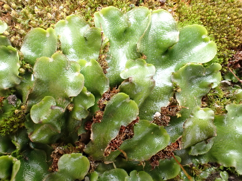 Crescent-cup liverwort