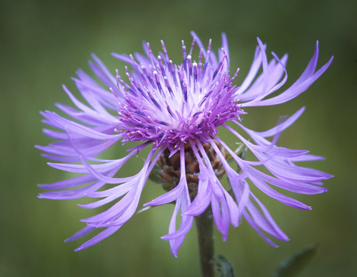 Brown Knapweed