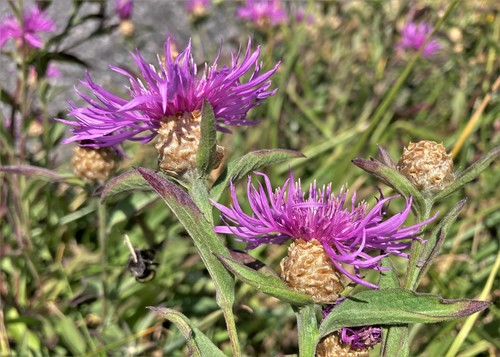 Brown Knapweed