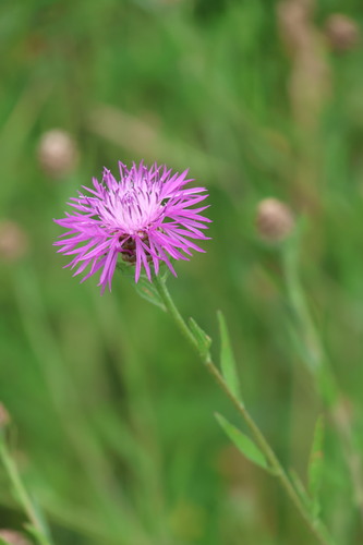 Brown Knapweed