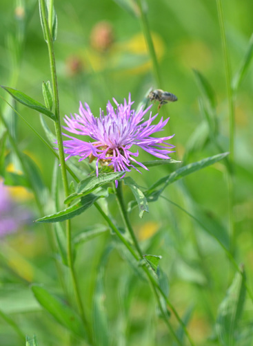 Brown Knapweed