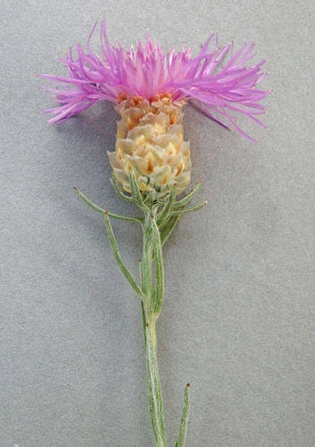Brown Knapweed