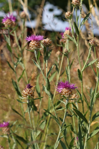 Brown Knapweed
