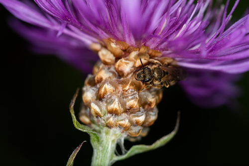 Brown Knapweed