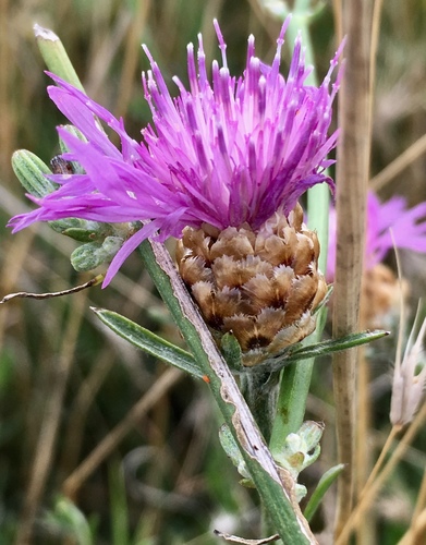 Brown Knapweed