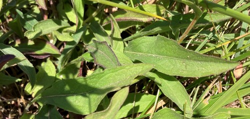Brown Knapweed