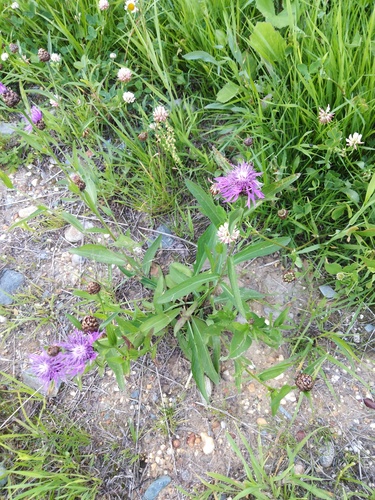 Brown Knapweed