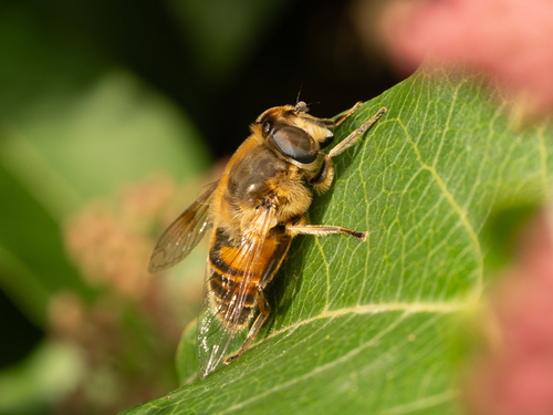 Common Drone Fly
