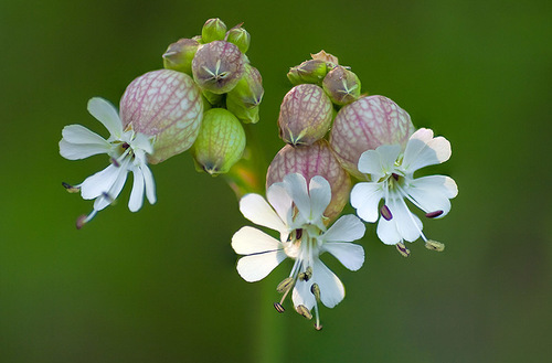 bladder campion