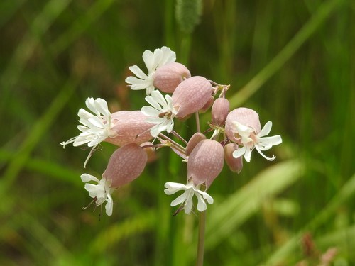 bladder campion