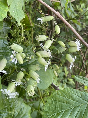 bladder campion