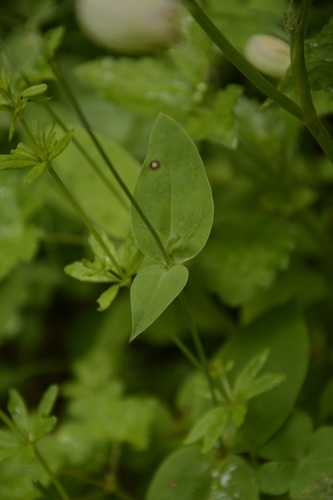 bladder campion