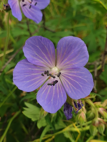 Meadow Crane's-bill