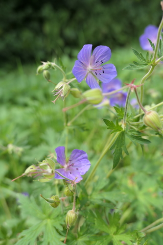 Meadow Crane's-bill