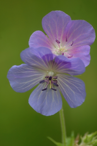 Meadow Crane's-bill