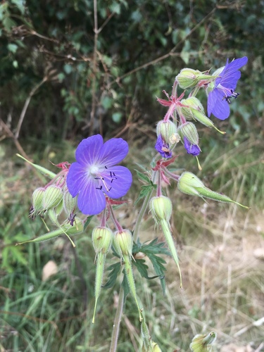 Meadow Crane's-bill