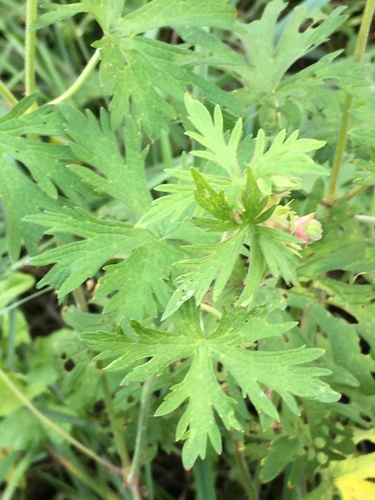 Meadow Crane's-bill