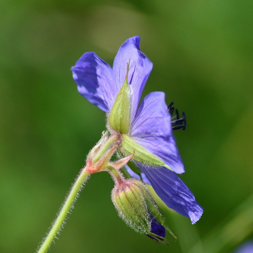 Meadow Crane's-bill