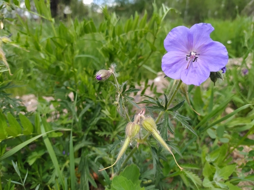 Meadow Crane's-bill