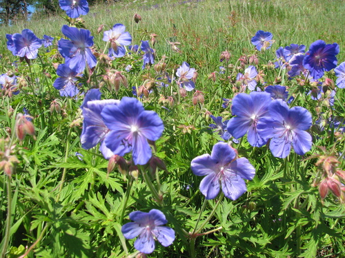 Meadow Crane's-bill