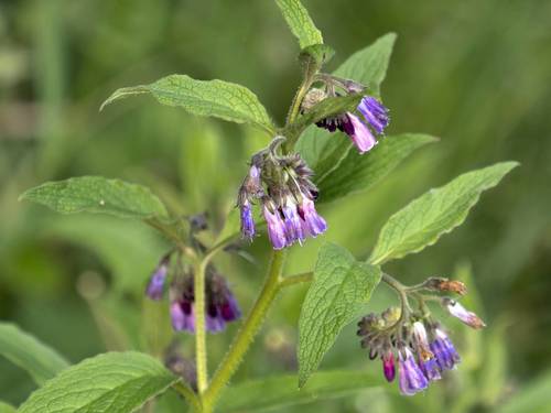 common comfrey