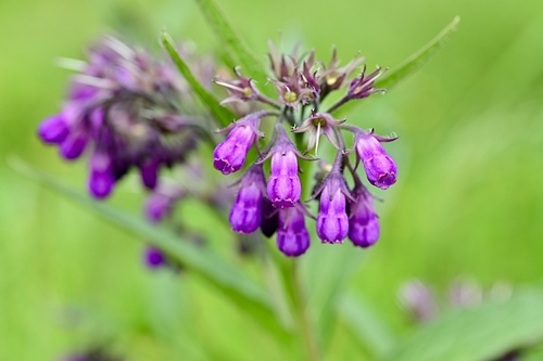 common comfrey