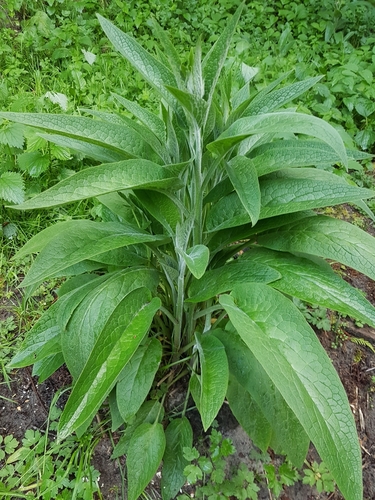 common comfrey