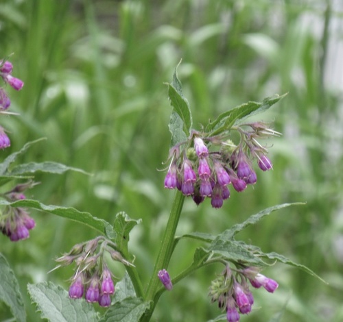 common comfrey