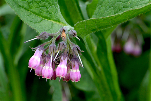 common comfrey