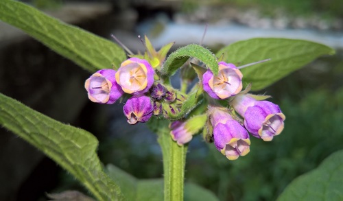 common comfrey