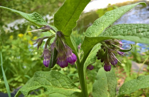common comfrey