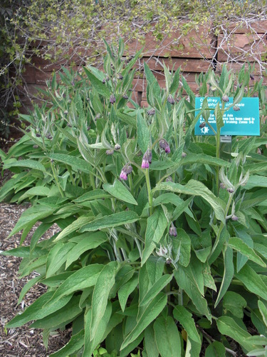 common comfrey