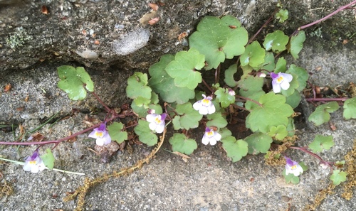 Ivy-leaved toadflax