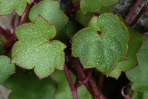 Ivy-leaved toadflax