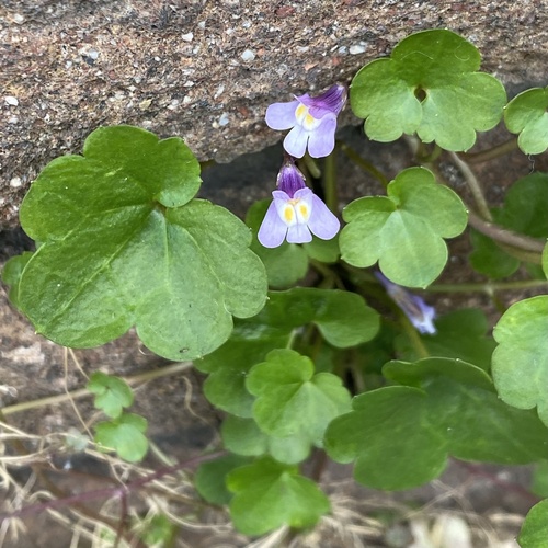 Ivy-leaved toadflax