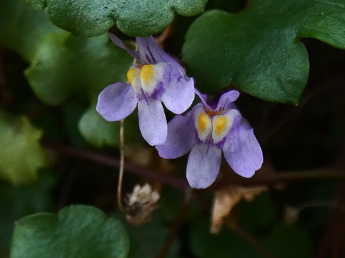 Ivy-leaved toadflax