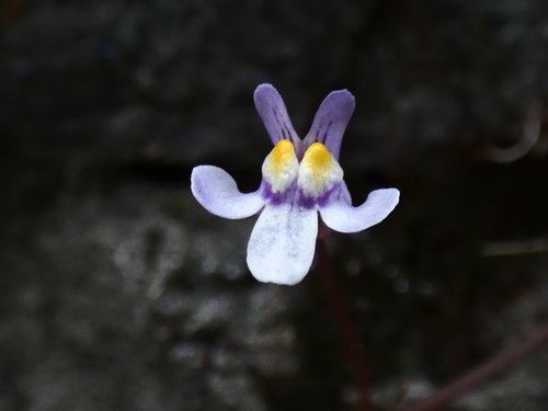 Ivy-leaved toadflax
