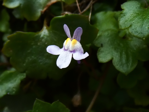 Ivy-leaved toadflax