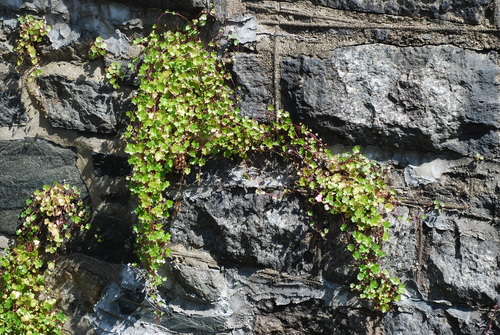 Ivy-leaved toadflax