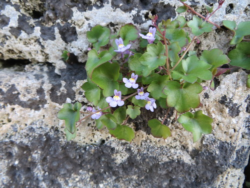 Ivy-leaved toadflax