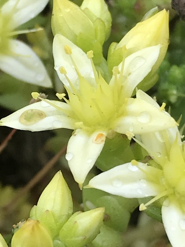 Biting Stonecrop